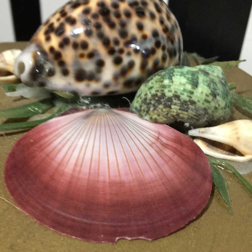 Octagon Shaped Wood Trinket Box With Real Shells on Top Hinged & Latch - Picture 5 of 14